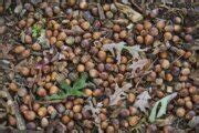 DC offers opportunity for eating acorns in Foggy Bottom